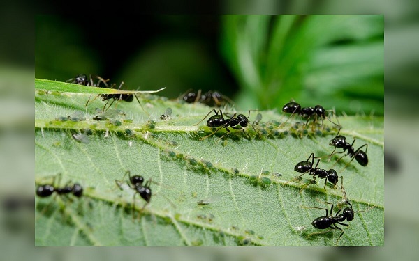 Kaip išnaikinti skruzdes namuose?